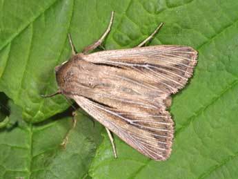 Leucania comma L. adulte - ©Philippe Mothiron