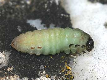  Chenille de Calymma communimacula D. & S. - ©Grgory Guicherd