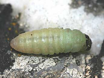  Chenille de Calymma communimacula D. & S. - ©Grgory Guicherd