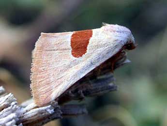 Calymma communimacula D. & S. adulte - ©David Demerges