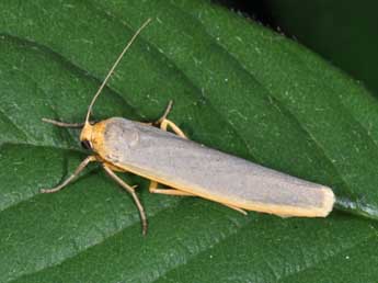 Manulea complana L. adulte - Philippe Mothiron