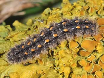  Chenille de Manulea complana L. - ©Philippe Mothiron