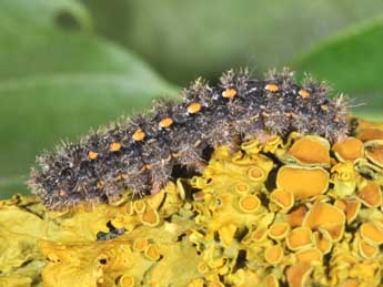  Chenille de Manulea complana L. - ©Philippe Mothiron