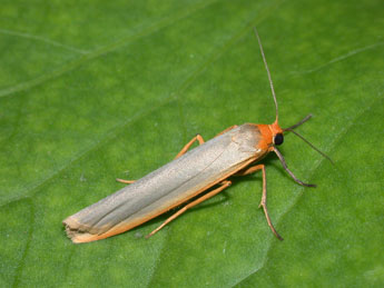 Manulea complana L. adulte - Philippe Mothiron