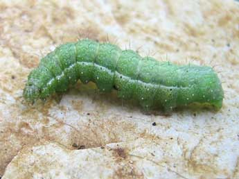  Chenille de Macdunnoughia confusa Stph. - ©Tineke Aarts