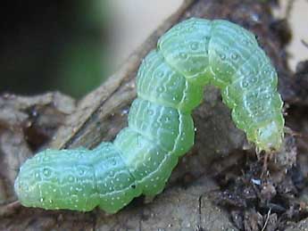  Chenille de Macdunnoughia confusa Stph. - ©Tineke Aarts