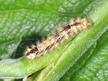  Chenille de Nola confusalis H.-S. - ©Philippe Mothiron