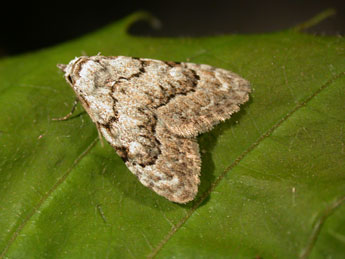 Nola confusalis H.-S. adulte - Philippe Mothiron