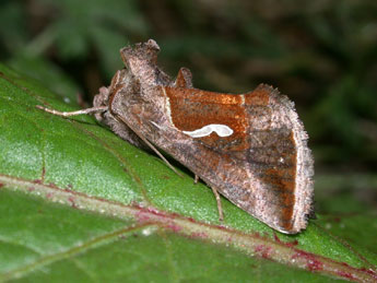 Macdunnoughia confusa Stph. adulte - Philippe Mothiron