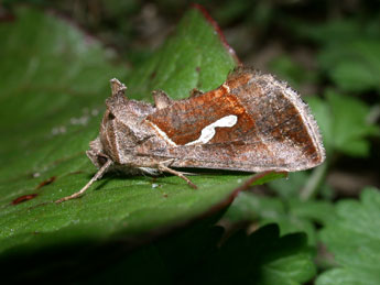 Macdunnoughia confusa Stph. adulte - Philippe Mothiron