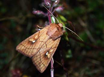 Mythimna conigera D. & S. adulte - ©Philippe Mothiron