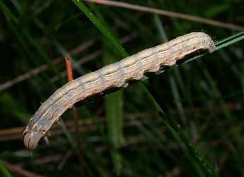  Chenille de Mythimna conigera D. & S. - ©Philippe Mothiron