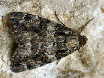 Catocala coniuncta Esp. adulte - Daniel Morel