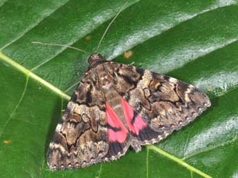 Catocala coniuncta Esp. adulte - Philippe Mothiron