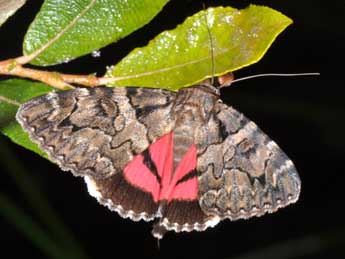 Catocala coniuncta Esp. adulte - Philippe Mothiron