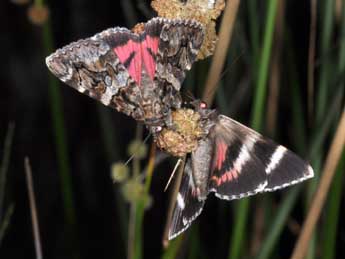 Catocala coniuncta Esp. adulte - Philippe Mothiron