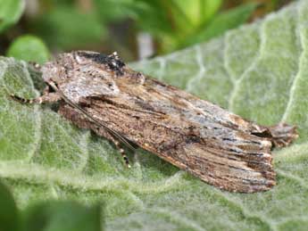 Egira conspicillaris L. adulte - Philippe Mothiron