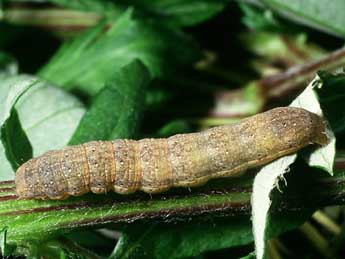  Chenille de Egira conspicillaris L. - ©Philippe Mothiron