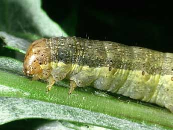  Chenille de Egira conspicillaris L. - Philippe Mothiron