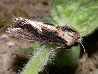 Egira conspicillaris L. adulte - ©Philippe Mothiron