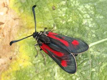 Zygaena contaminei Bsdv. adulte - ©Daniel Morel