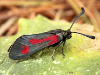 Zygaena contaminei Bsdv. adulte - ©Daniel Morel