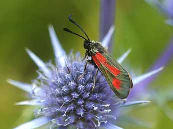 Zygaena contaminei Bsdv. adulte - ©David Demerges