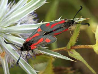 Zygaena contaminei Bsdv. adulte - ©Daniel Morel