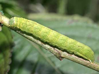  Chenille de Lacanobia contigua D. & S. - Serge Wambeke