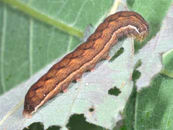  Chenille de Lacanobia contigua D. & S. - Philippe Mothiron