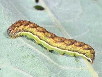  Chenille de Lacanobia contigua D. & S. - ©Philippe Mothiron