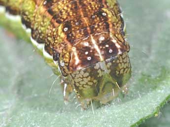  Chenille de Lacanobia contigua D. & S. - Philippe Mothiron