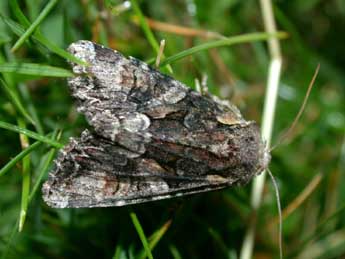 Lacanobia contigua D. & S. adulte - Philippe Mothiron