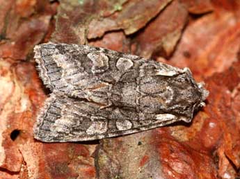 Dichonia convergens D. & S. adulte - ©Franck Beaupre