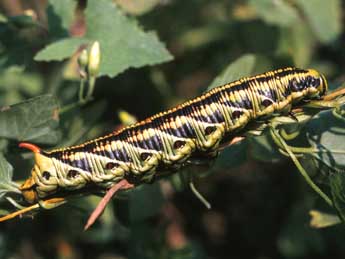  Chenille de Agrius convolvuli L. - Serge Wambeke