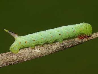  Chenille de Agrius convolvuli L. - ©David Demerges