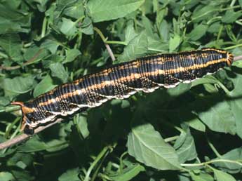  Chenille de Agrius convolvuli L. - Serge Wambeke