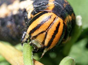  Chenille de Agrius convolvuli L. - Serge Wambeke