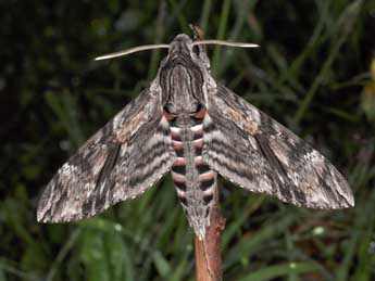 Agrius convolvuli L. adulte - Philippe Mothiron