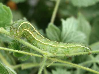  Chenille de Periphanes cora Ev. - ©Daniel Morel