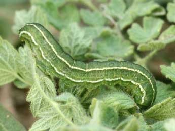  Chenille de Periphanes cora Ev. - ©Daniel Morel