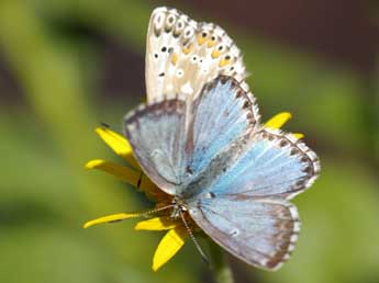 Lysandra coridon Poda adulte - ©Yvan Diringer