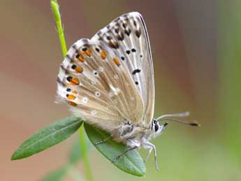 Lysandra coridon Poda adulte - ©Yvan Diringer