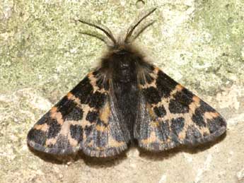 Ocnogyna corsica Rbr adulte - ©Lionel Taurand