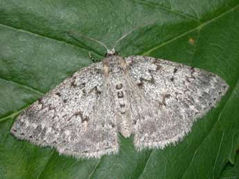 Pseudoterpna corsicaria Rbr adulte - ©Philippe Mothiron