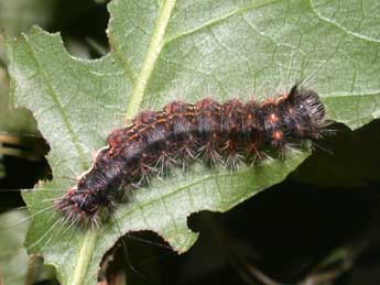  Chenille de Colocasia coryli L. - Philippe Mothiron