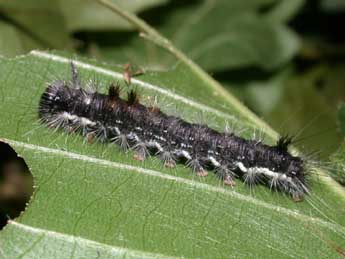  Chenille de Colocasia coryli L. - Philippe Mothiron