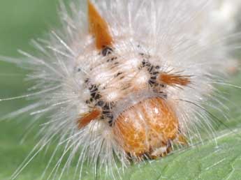  Chenille de Colocasia coryli L. - Philippe Mothiron