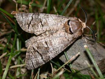 Cossus cossus L. adulte - Philippe Mothiron