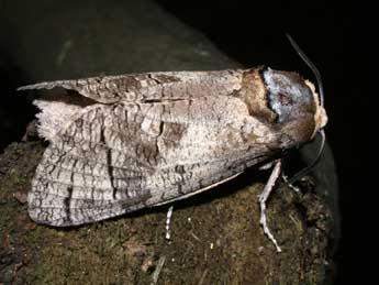 Cossus cossus L. adulte - Philippe Mothiron